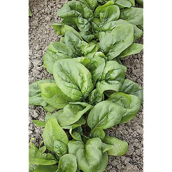 ÉPINARD RESISTATOU® (F1 EL MAJESTIC) 2