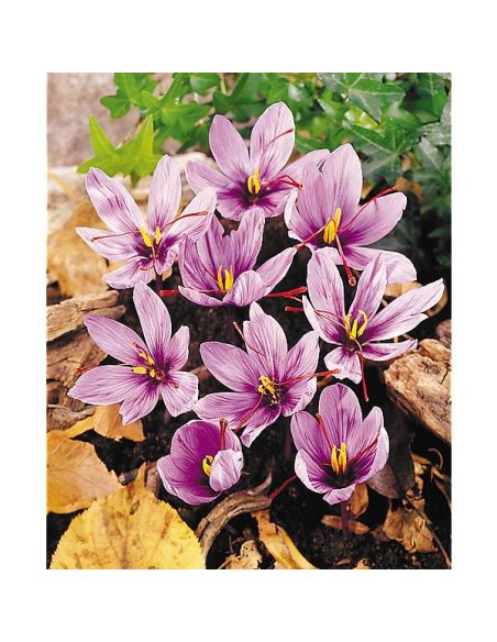 SAFRAN véritable (crocus sativus)