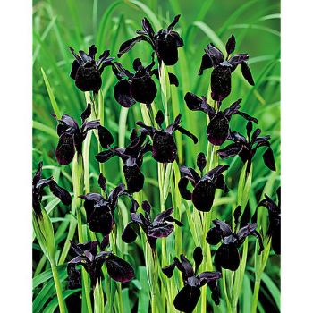 IRIS chrysographes BLACK FORM 2