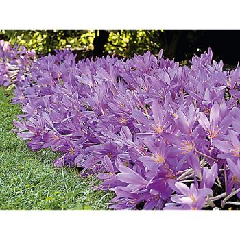 COLCHIQUE LILAC WONDER