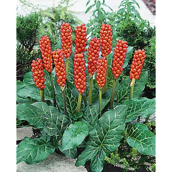ARUM ITALICUM MARMORATUM 2