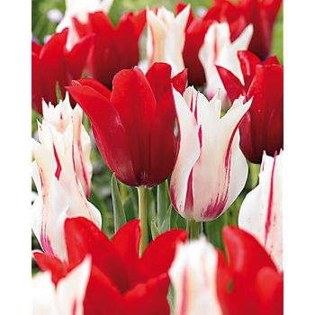 TULIPE fleur de lis MARPIER