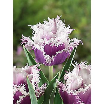 TULIPE crispa CUMMINS