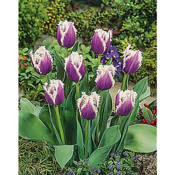 TULIPE crispa CUMMINS 2