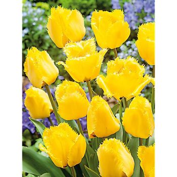 TULIPE crispa CRYSTAL STAR
