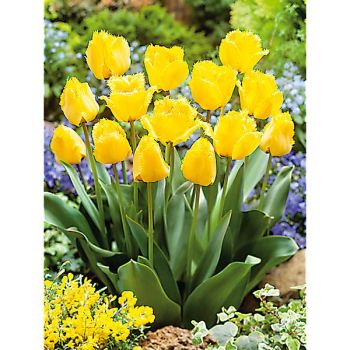 TULIPE crispa CRYSTAL STAR 2