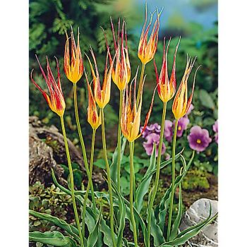 TULIPE botanique ACUMINATA