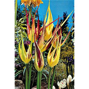 TULIPE botanique ACUMINATA 2