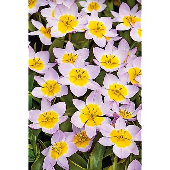 TULIPE bakeri LILAC WONDER