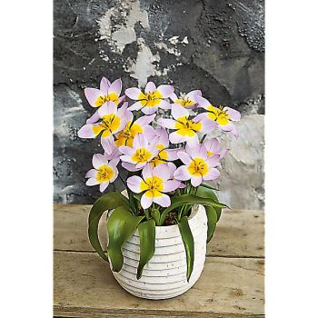 TULIPE bakeri LILAC WONDER 2