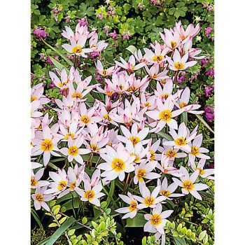 TULIPE cretica HILDE