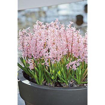 JACINTHE multiflore PINK FESTIVAL 2