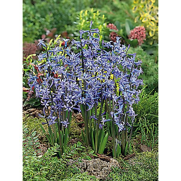 JACINTHE multiflore BLUE FESTIVAL