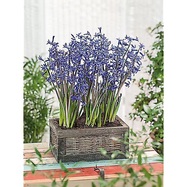 JACINTHE multiflore BLUE FESTIVAL