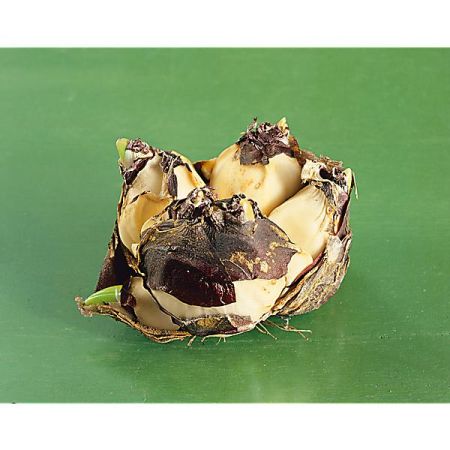 JACINTHE multiflore BLUE FESTIVAL