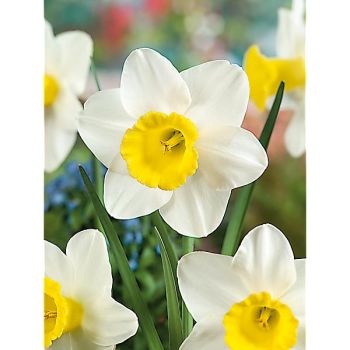 NARCISSE MEREL'S FAVOURITE