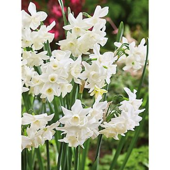 NARCISSE triandus STARLIGHT SENSATION 2