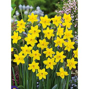 NARCISSE JONQUILLE SWEETNESS