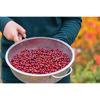 AIRELLE KORALLE (vaccinium vitis-idaea) 2