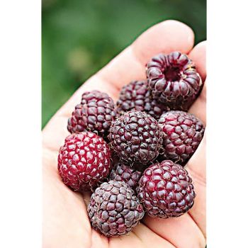 FRAMBOISIER PRIMEBERRY® AUTUMN PASSION®