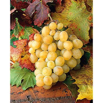 VIGNE SUPERIOR SEEDLESS (sugraone)