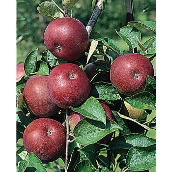 POMMIER colonnaire BALLERINA McINTOSCH