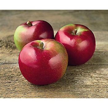 POMMIER colonnaire BALLERINA McINTOSCH 2