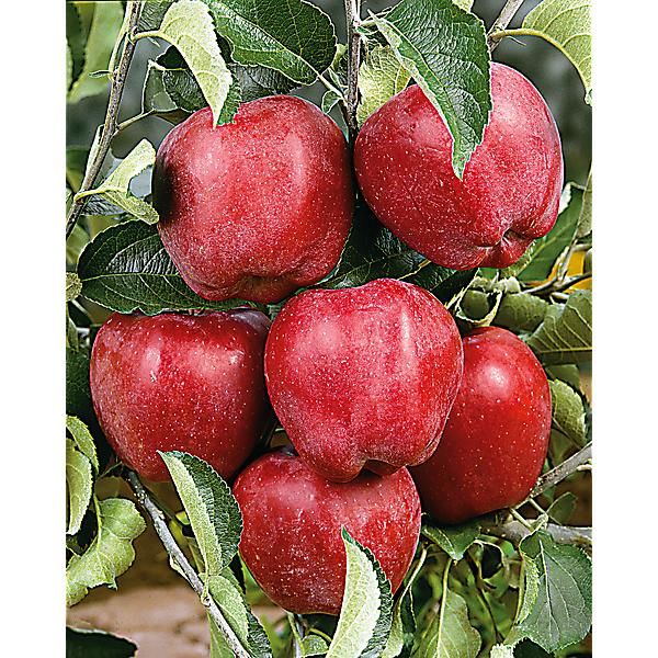 POMMIER STARKING DELICIOUS
