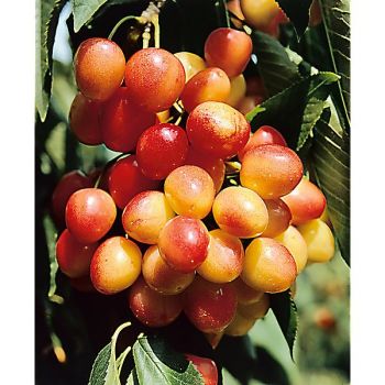 CERISIER bigarreau NAPOLEON