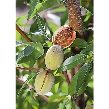 AMANDIER FERRAGNES (prunus dulcis)