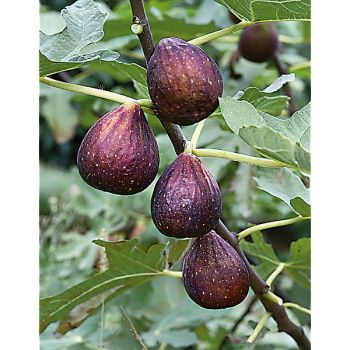 FIGUIER NOIRE de CAROMB