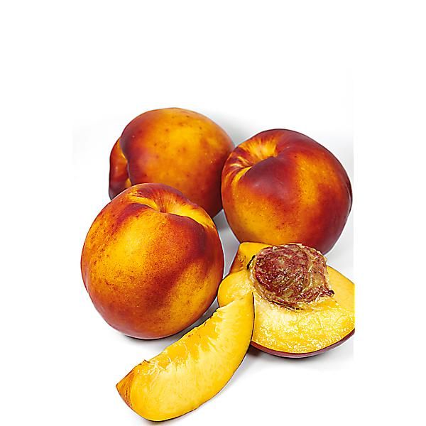 PÊCHER AMARILLO de AGUSTO