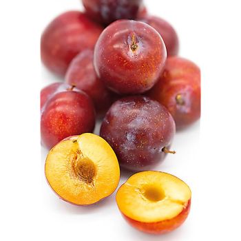 PRUNIER PRAT de LLOBREGAT