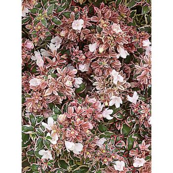 ABELIA grandiflora SUNSHINE DAYDREAM