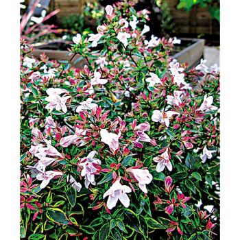 ABELIA grandiflora SUNSHINE DAYDREAM 2