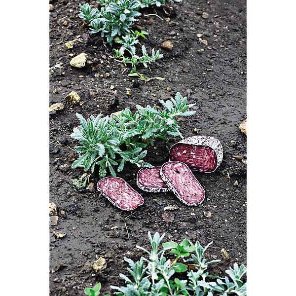 PLANTE SAUCISSON (teucrium polium)