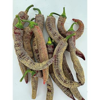 PIMENT ELEFANT (c. annuum) 2