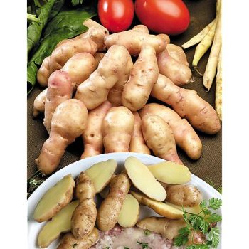 POMME de TERRE CORNE DE GATTE® ou PINK FIR APPLE 2