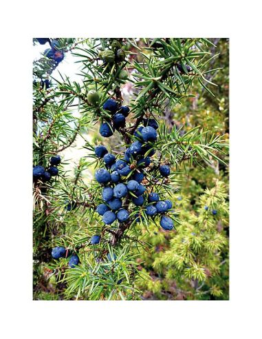 Juniperus communis 'Genévrier commun" 30 Graines 