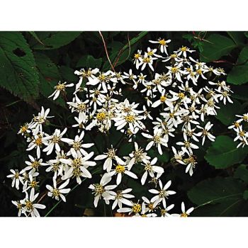 ASTER CORÉEN ou CHWINAMUL (doellingera scabra)