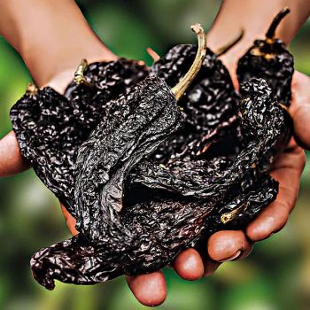 PIMENT MULATO ISLENO