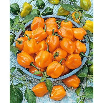 PIMENT HABANADA (c. chinense)