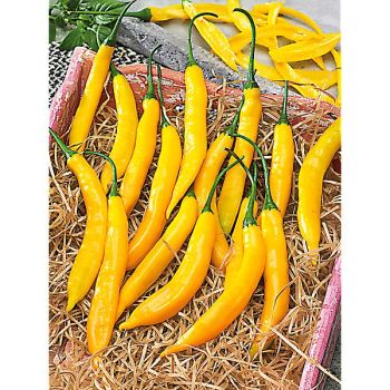 PIMENT F1 GOLDEN CAYENNE