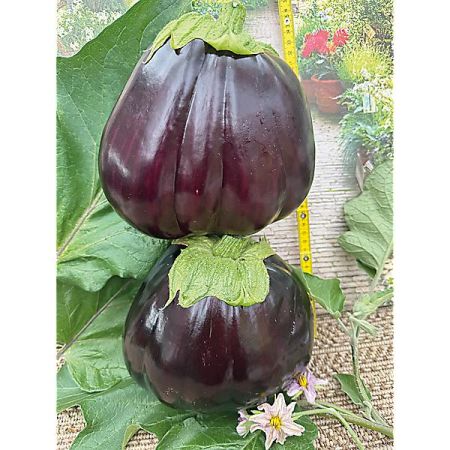 AUBERGINE MONSTRUEUSE de NEW YORK