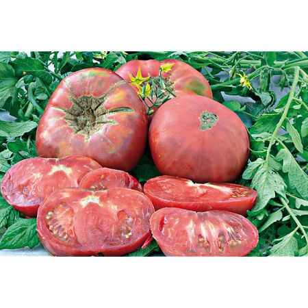 TOMATE ROSA