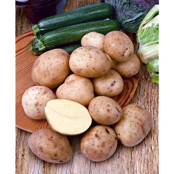 POMME de TERRE MARABEL 2