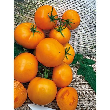 TOMATE greffée F1 TAIYO