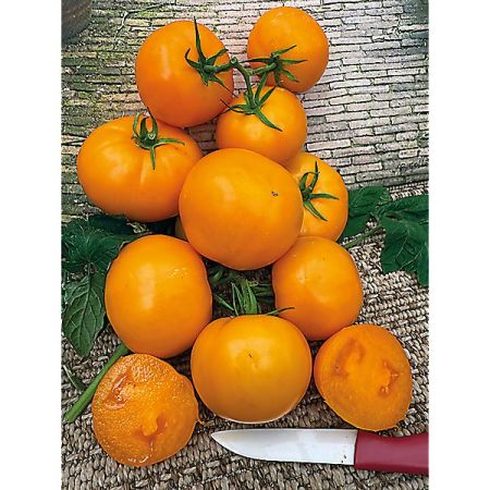 TOMATE greffée F1 TAIYO