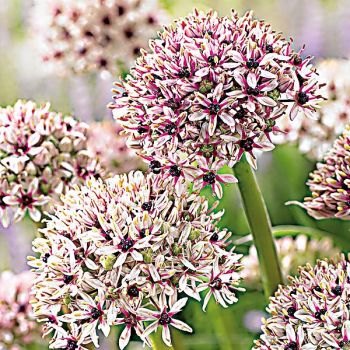 AIL bas. SILVER SPRING