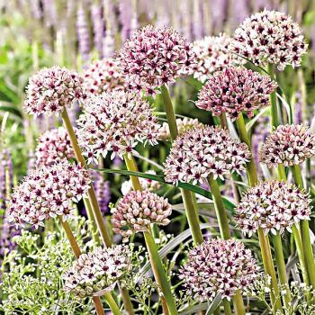 AIL bas. SILVER SPRING 2